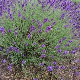 Milléri Levendulakert, Besenyszög - Egyéb