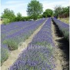 Milléri Levendulakert Besenyszög - Egyéb