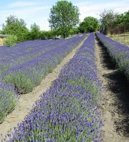 Milléri Levendulakert