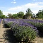 Milléri Levendulakert Besenyszög - Egyéb