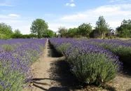 Milléri Levendulakert Besenyszög