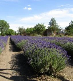 Milléri Levendulakert