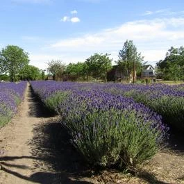 Milléri Levendulakert, Besenyszög - Egyéb