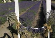 Milléri Levendulakert Besenyszög