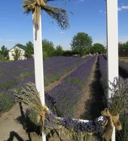 Milléri Levendulakert