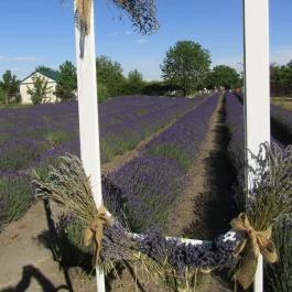 Milléri Levendulakert, Besenyszög - Egyéb