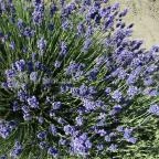 Milléri Levendulakert Besenyszög - Egyéb