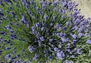 Milléri Levendulakert Besenyszög