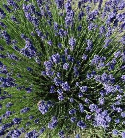 Milléri Levendulakert