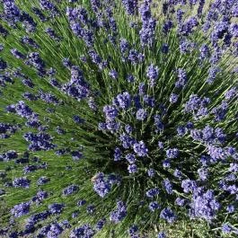 Milléri Levendulakert, Besenyszög - Egyéb