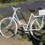 Milléri Levendulakert Besenyszög - Egyéb