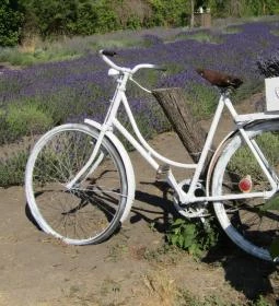 Milléri Levendulakert