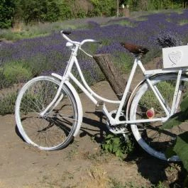 Milléri Levendulakert, Besenyszög - Egyéb