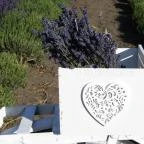 Milléri Levendulakert Besenyszög - Egyéb