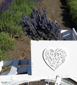 Milléri Levendulakert