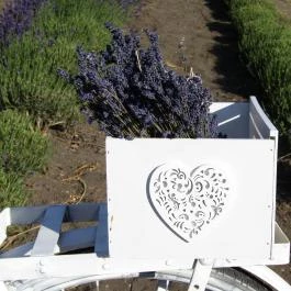 Milléri Levendulakert, Besenyszög - Egyéb