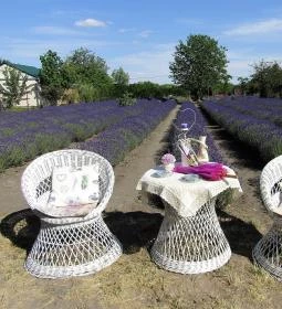 Milléri Levendulakert