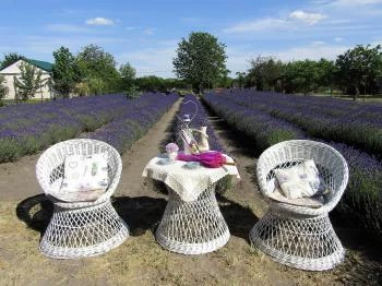 Milléri Levendulakert Besenyszög