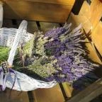 Milléri Levendulakert Besenyszög - Egyéb