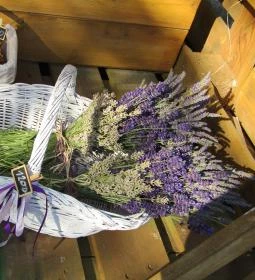 Milléri Levendulakert