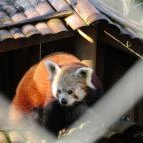 Nagyerdei Kultúrpark: Állatkert & Vidámpark Debrecen - Egyéb