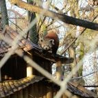 Nagyerdei Kultúrpark: Állatkert & Vidámpark Debrecen - Egyéb