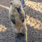 Nagyerdei Kultúrpark: Állatkert & Vidámpark Debrecen - Egyéb