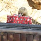 Nagyerdei Kultúrpark: Állatkert & Vidámpark Debrecen - Egyéb