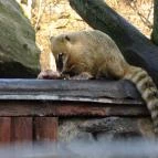 Nagyerdei Kultúrpark: Állatkert & Vidámpark Debrecen - Egyéb
