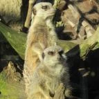 Nagyerdei Kultúrpark: Állatkert & Vidámpark Debrecen - Egyéb