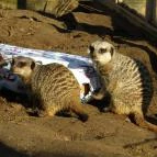 Nagyerdei Kultúrpark: Állatkert & Vidámpark Debrecen - Egyéb