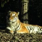 Nagyerdei Kultúrpark: Állatkert & Vidámpark Debrecen - Egyéb