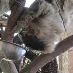 Nagyerdei Kultúrpark: Állatkert & Vidámpark Debrecen - Egyéb