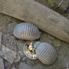 Nagyerdei Kultúrpark: Állatkert & Vidámpark Debrecen - Egyéb