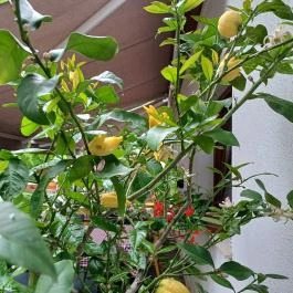 Notte Trattoria Zsámbék - Egyéb