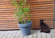 Notte Trattoria Zsámbék