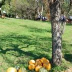 Őrségi Tökfesztivál Ôriszentpéter - Egyéb