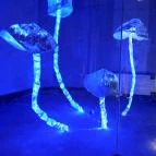 Pannon Park - Biodóm Budapest - Egyéb