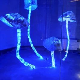 Pannon Park - Biodóm, Budapest - Egyéb