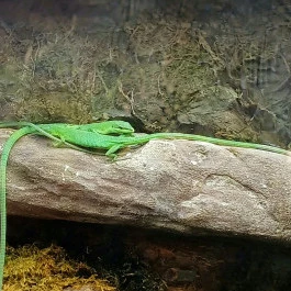 Pannon Park - Biodóm, Budapest - Egyéb