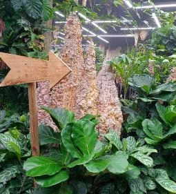 Papilonia Lepkevilág