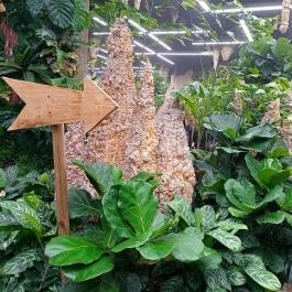 Papilonia Lepkevilág, Budapest - Egyéb