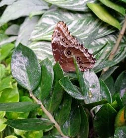 Papilonia Lepkevilág