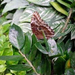 Papilonia Lepkevilág, Budapest - Egyéb