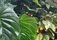 Papilonia Lepkevilág Budapest