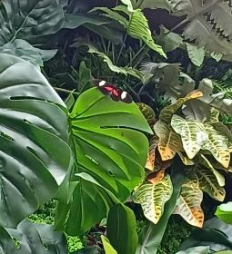 Papilonia Lepkevilág