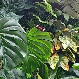 Papilonia Lepkevilág, Budapest - Egyéb