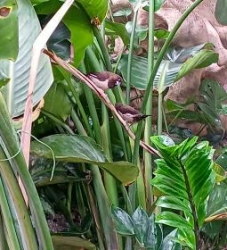 Papilonia Lepkevilág