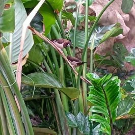 Papilonia Lepkevilág, Budapest - Egyéb