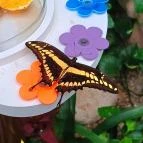 Papilonia Lepkevilág Budapest - Egyéb